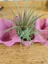 Tillandsia Rainforest Red