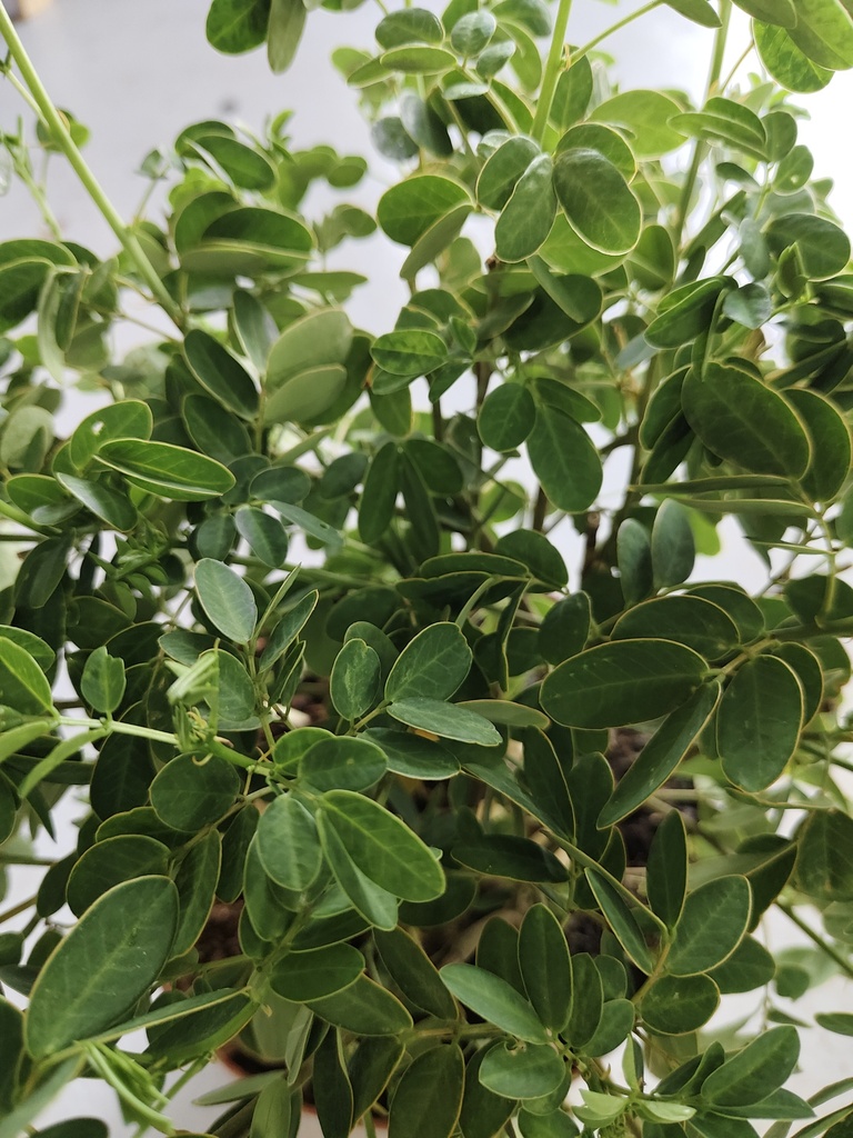 Cassia floribunda