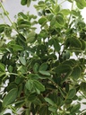 Cassia floribunda