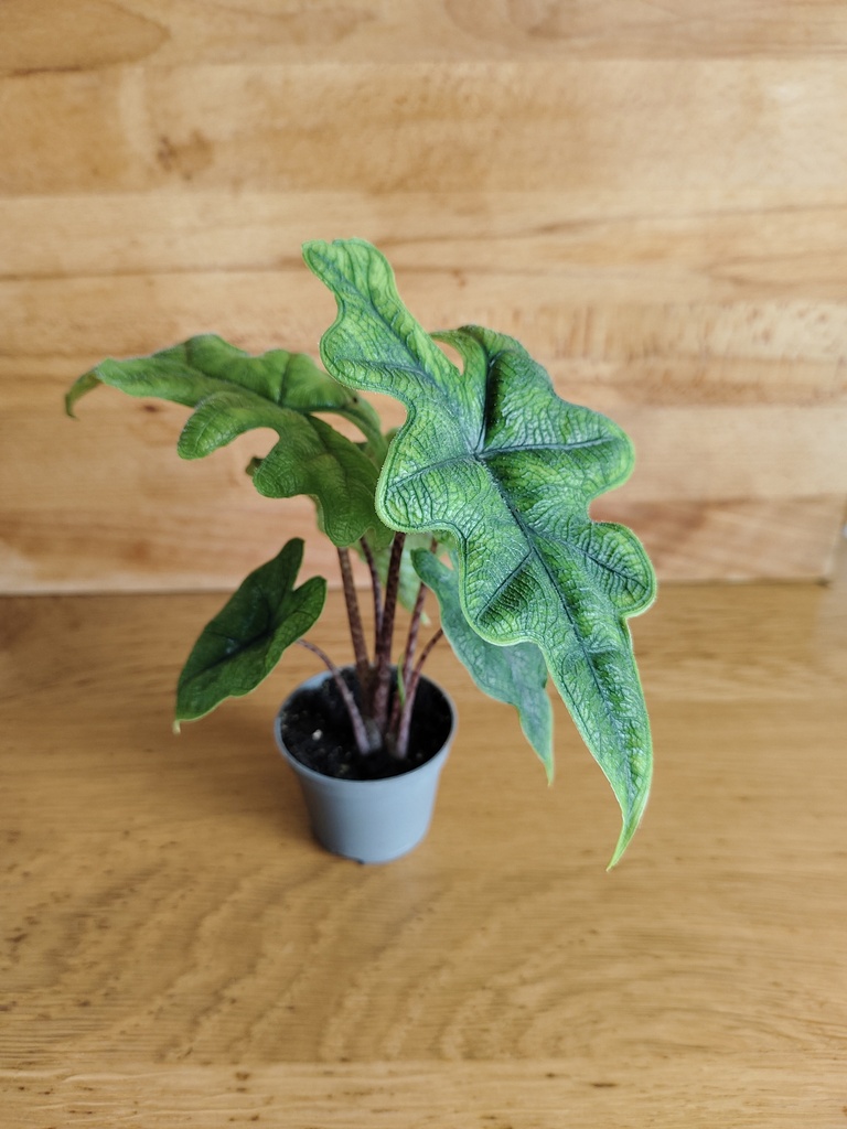 Alocasia Jacklyn