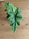 Alocasia Jacklyn