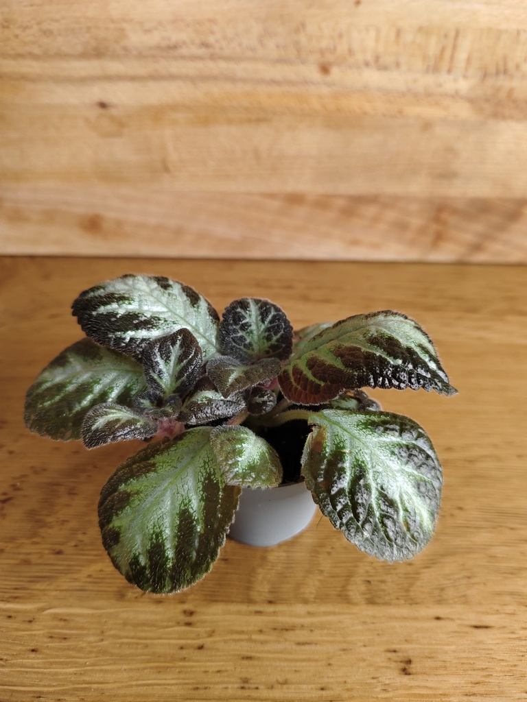 Episcia silver shield