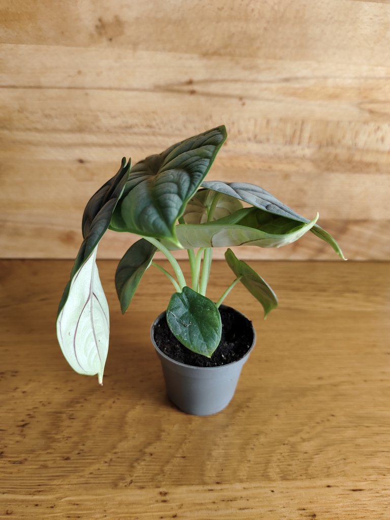Alocasia silver dragon