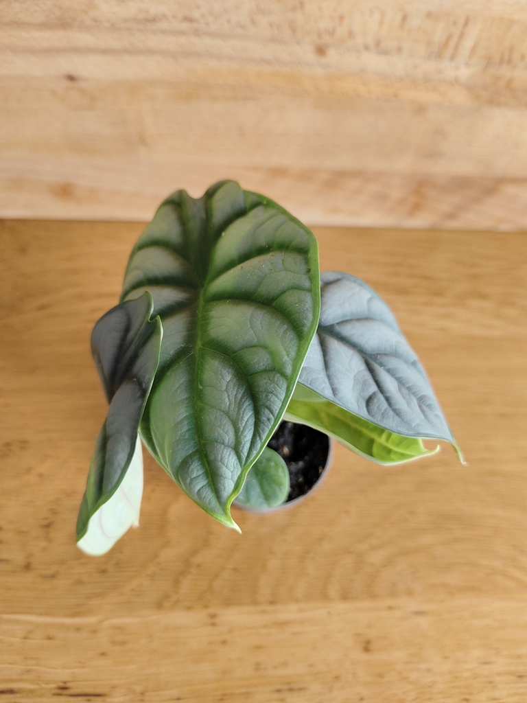 Alocasia silver dragon
