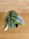 Alocasia silver dragon