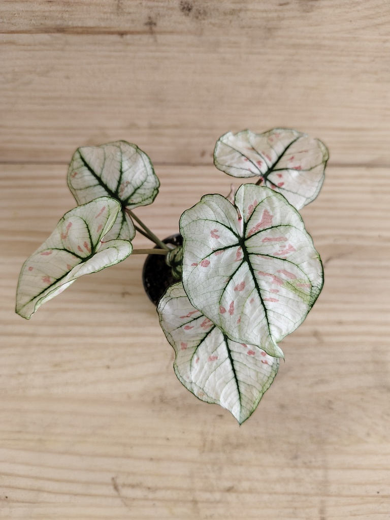 Caladium mini