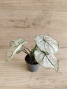 Caladium mini