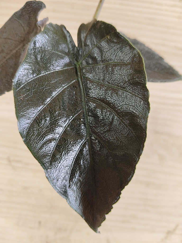Alocasia antoro velvet