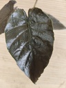 Alocasia antoro velvet