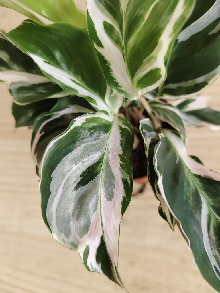 Calathea fusión white