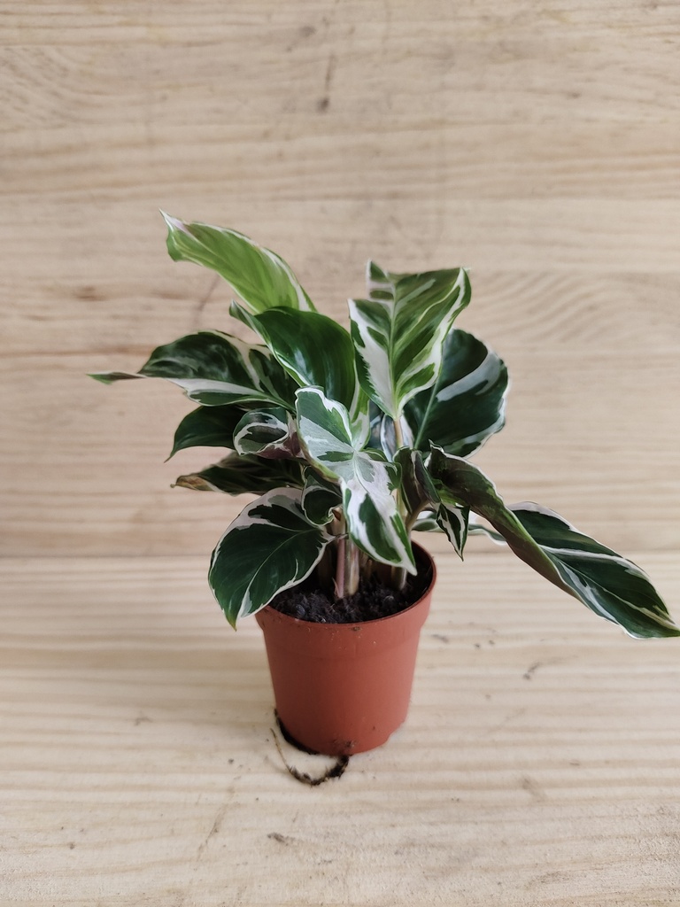 Calathea fusión white