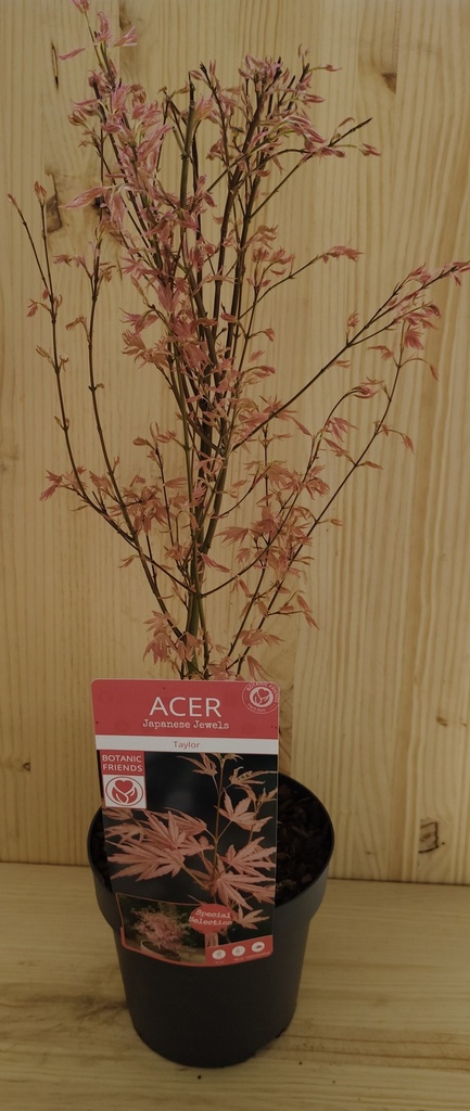Acer Palmatum Taylor
