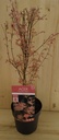 Acer Palmatum Taylor