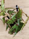 Begonia rex foliage