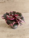 Saxifraga stolonifera