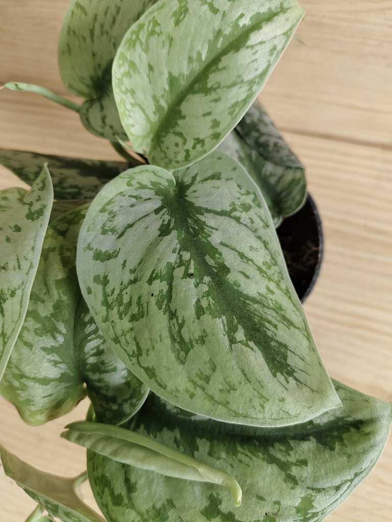 Scindapsus pictus trebie