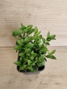 Euonymus Paloma Blanca
