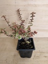 Abelia Magic Daydream