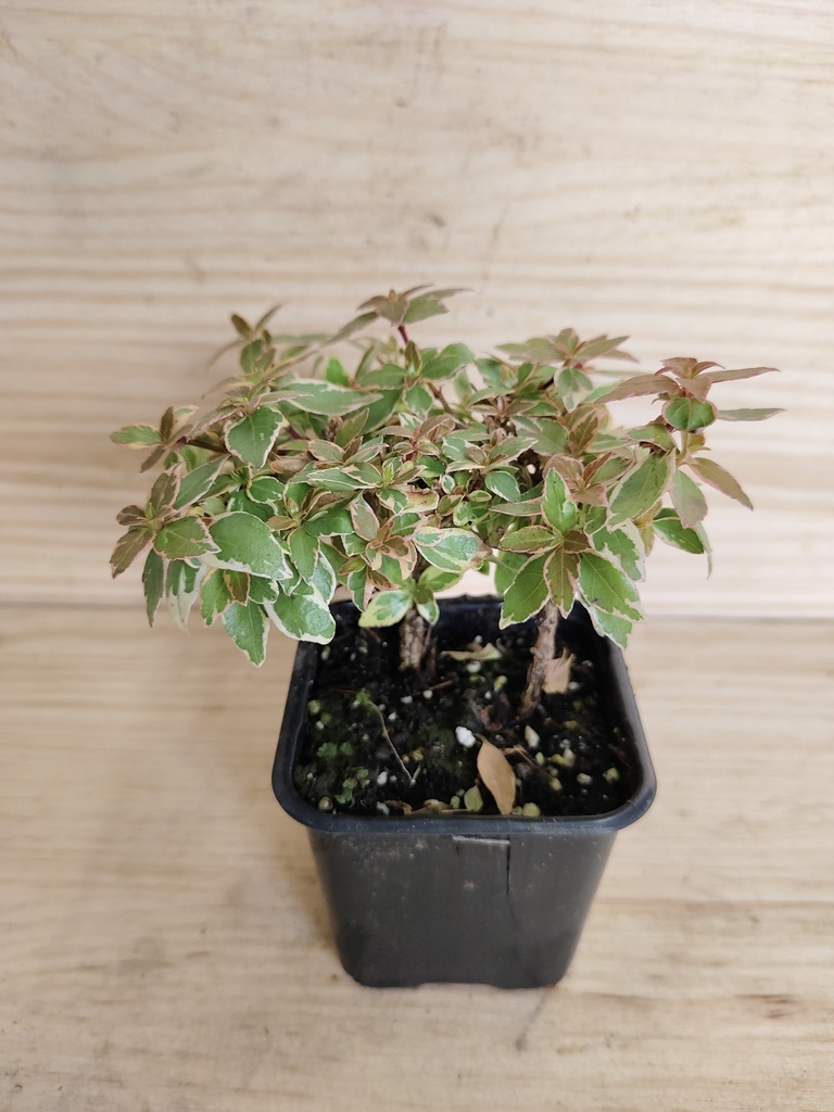 Abelia Radiance