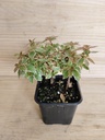 Abelia Radiance