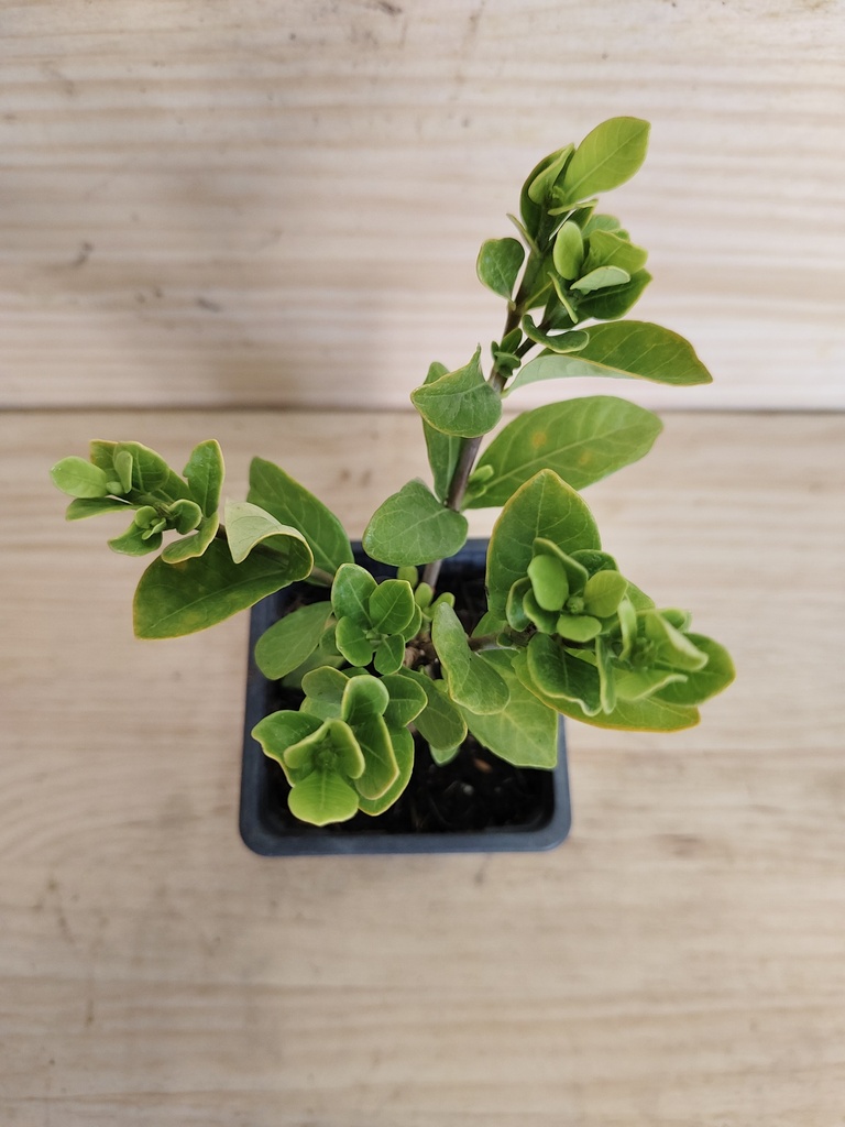 Gardenia Klaims Hardy