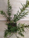 Grevillea juniperina