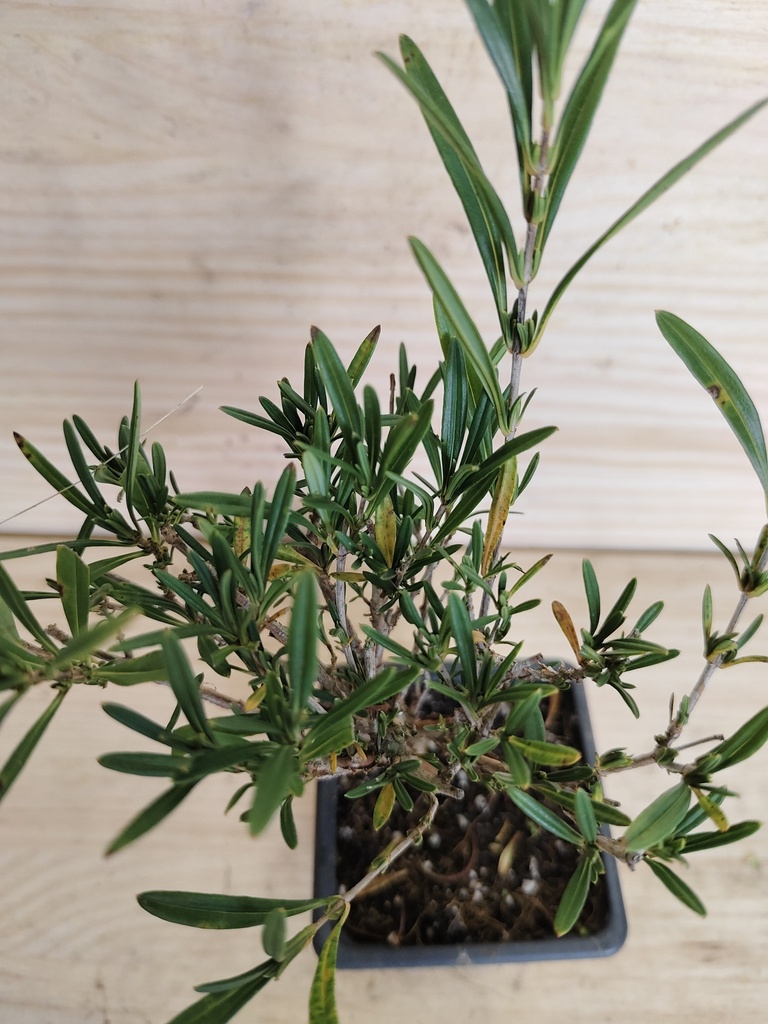 Hypericum kalmianum gemo