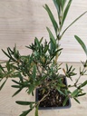 Hypericum kalmianum gemo