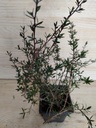 Leptospermum Ruby glow