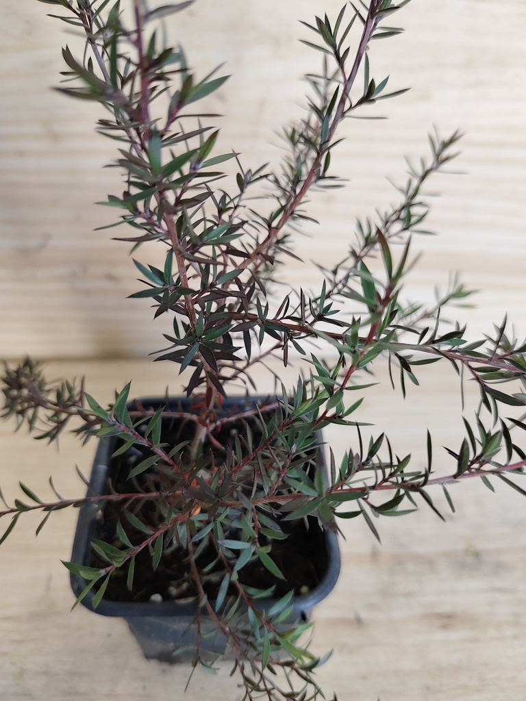 Leptospermum crimson glory