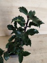 Ilex Blue princess
