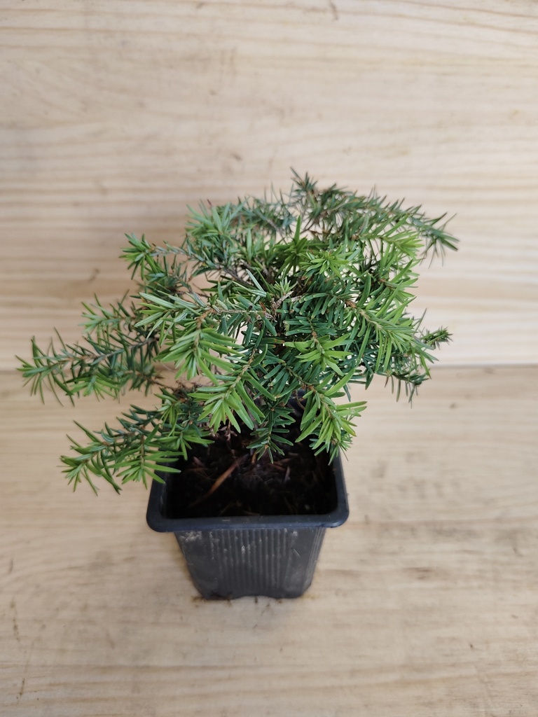 Tsuga canadiensis Jeddeloh
