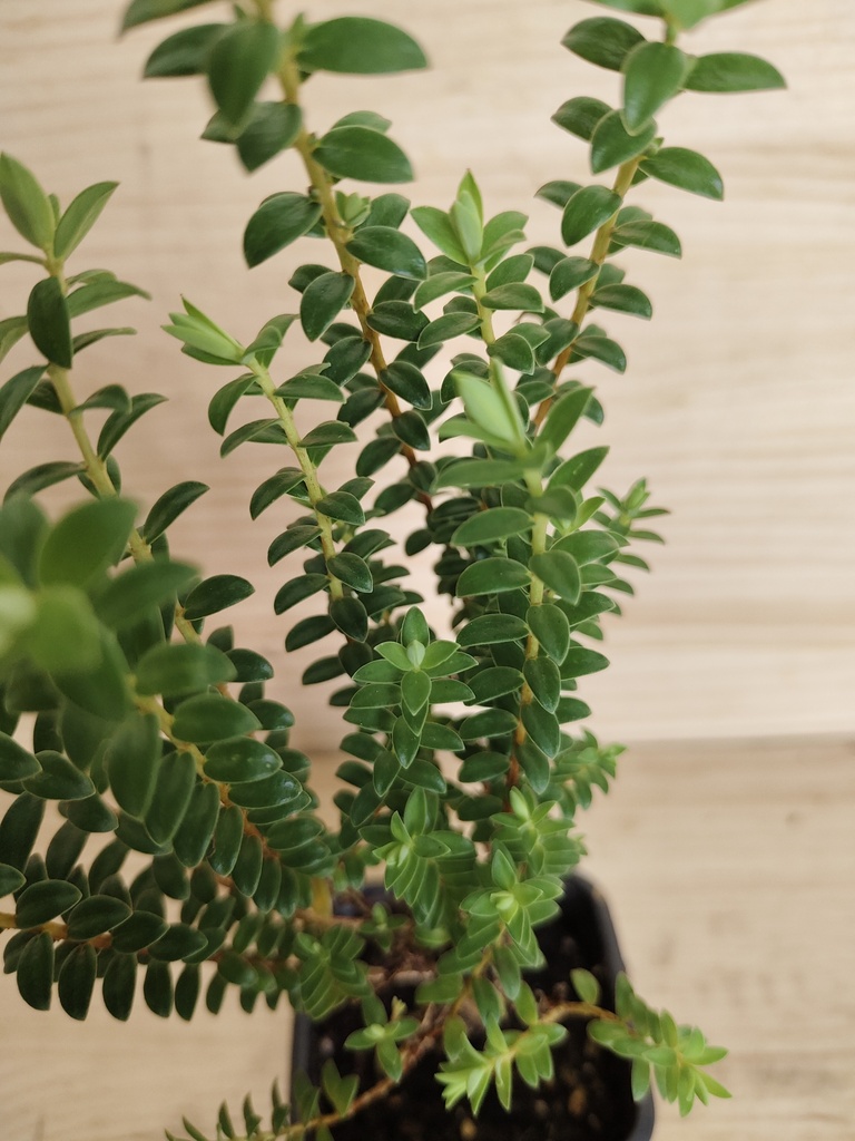 Pimelea ferruginea