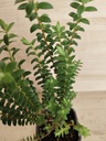 Pimelea ferruginea