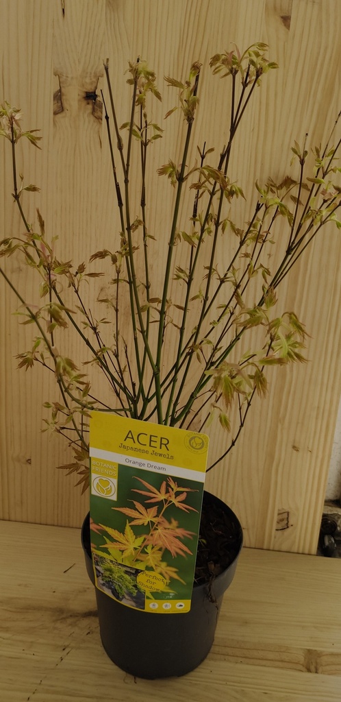 Acer Palmatum Orange Dream