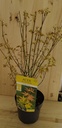 Acer Palmatum Orange Dream