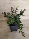 Berberis candidula Amstelveen