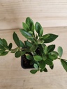 Gardenia Swan Princess