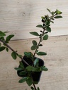 Pyracantha red column