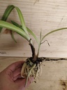 Agapanthus alba