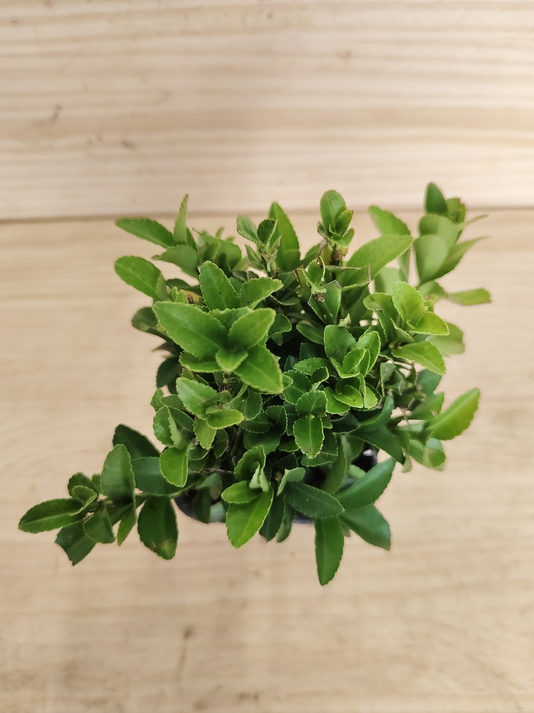 Euonymus microphyllum