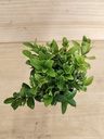 Euonymus microphyllum