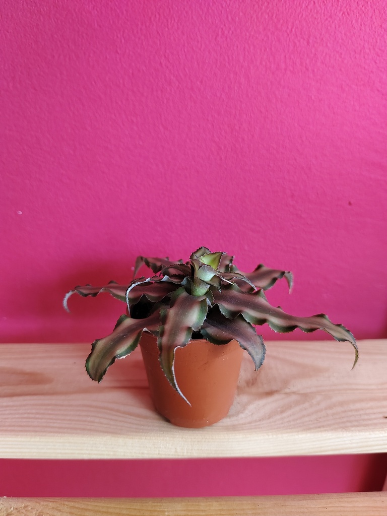 Cryptanthus