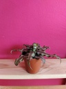 Cryptanthus