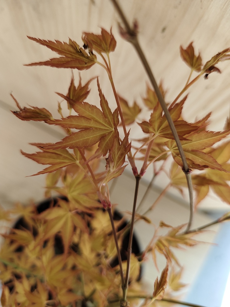 Acer Palmatum Katsura