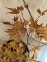 Acer Palmatum Katsura