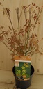 Acer Palmatum Katsura