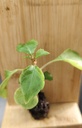 Impatiens Beacon Rose