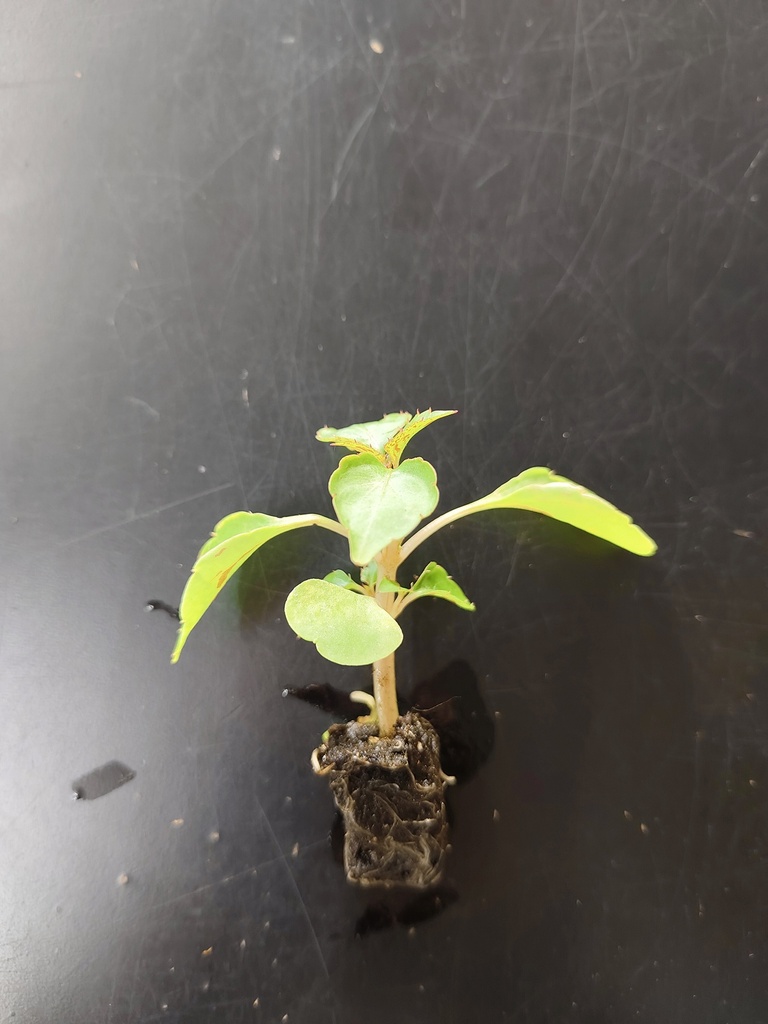 Impatiens Beacon white