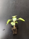 Impatiens Beacon white